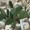 Opuntia_humifusa_cv_Sellin